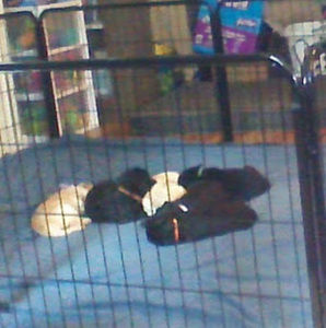 Meet your Posher, Les